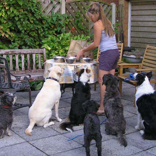 FeedingdogsRedditch.JPG